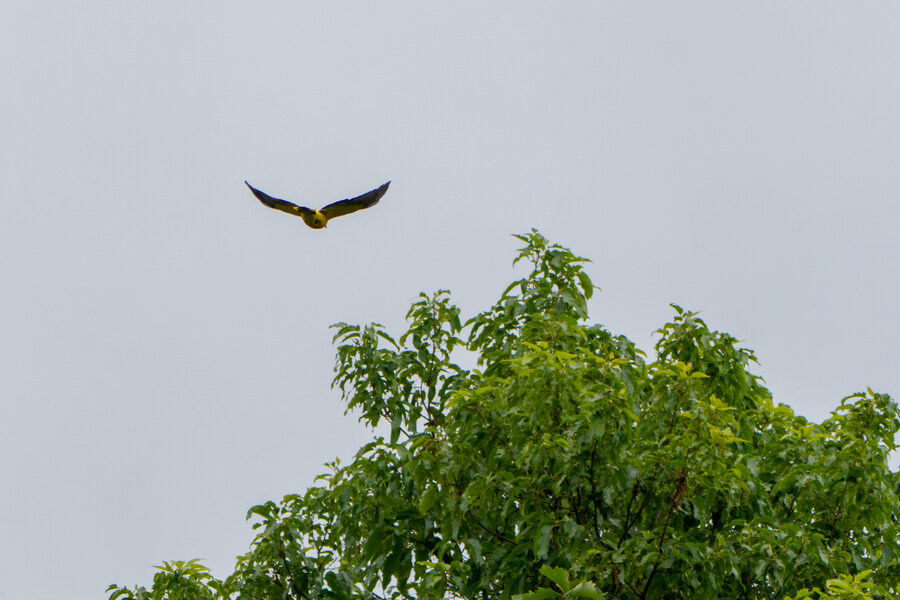 5월, 김포장릉 탐조_13.jpg