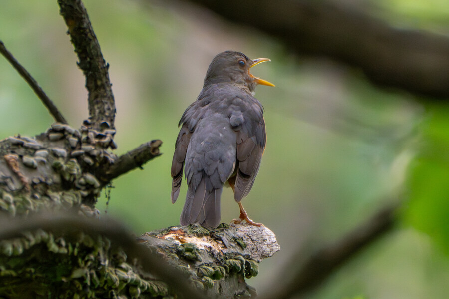 5월, 김포장릉 탐조_16.jpg