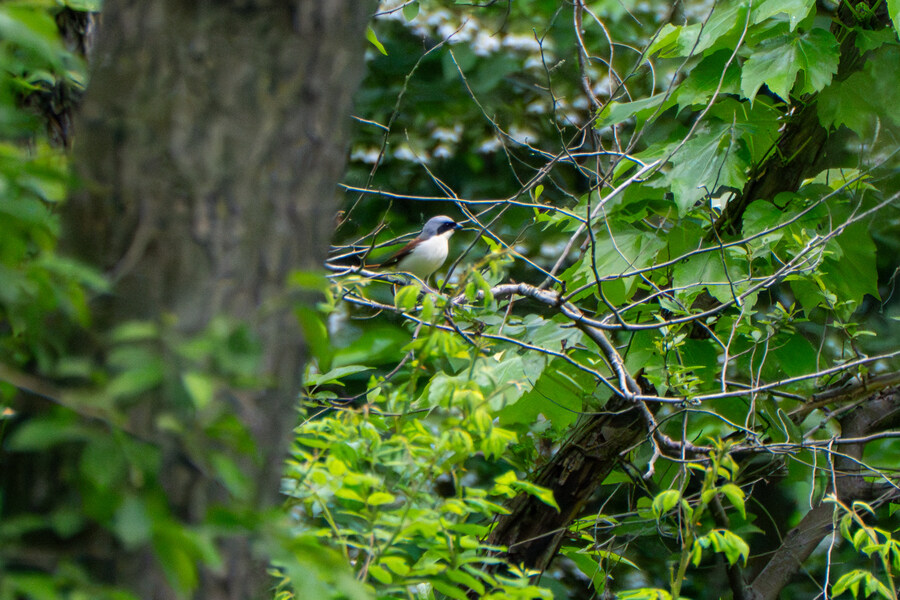 5월, 김포장릉 탐조_18.jpg