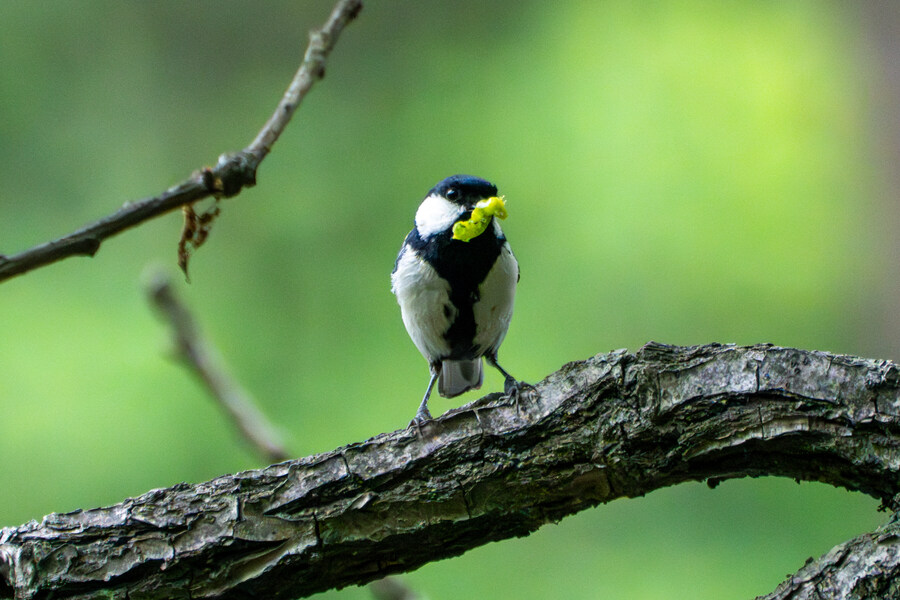 5월, 김포장릉 탐조_22.jpg