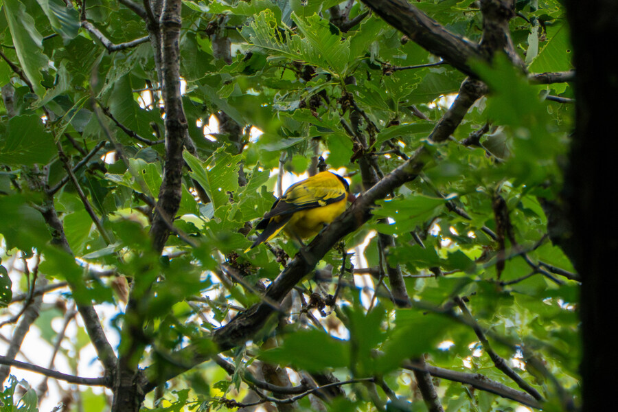 5월, 김포장릉 탐조_27.jpg