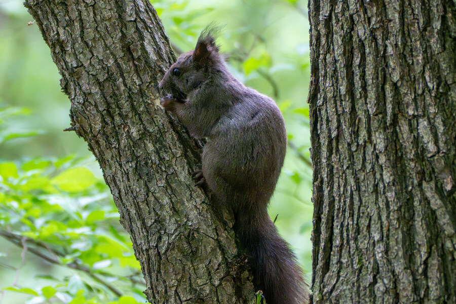 5월, 김포장릉 탐조_29.jpg