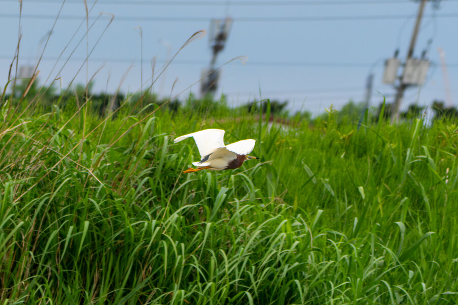 5월, 김포장릉 탐조_50.jpg