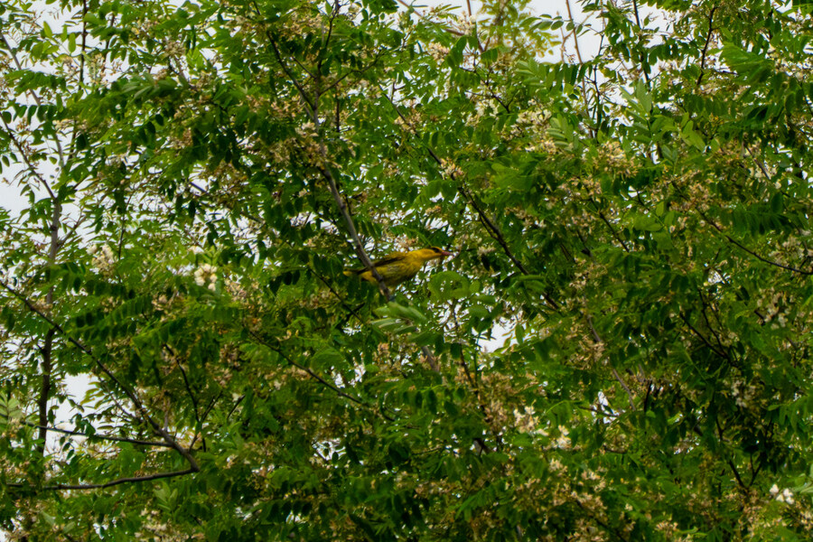 5월, 김포장릉 탐조_55.jpg