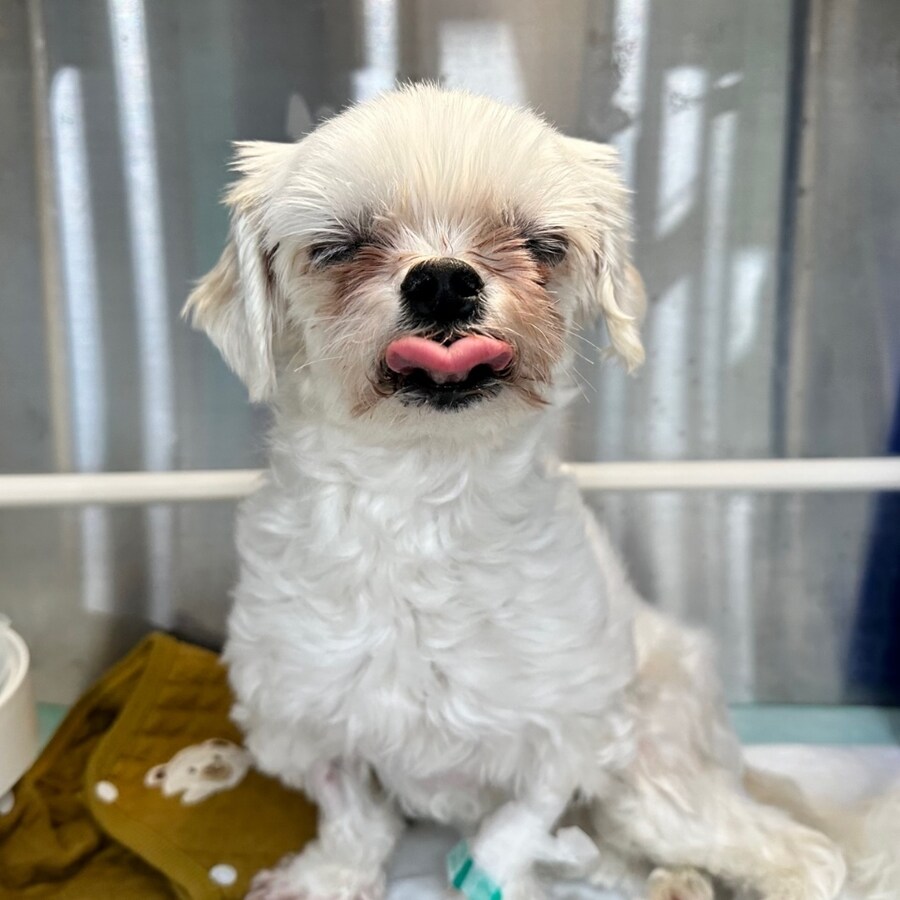 냉장고에 개가 들어있다며 신고당한 부산 피자가게_2.jpg