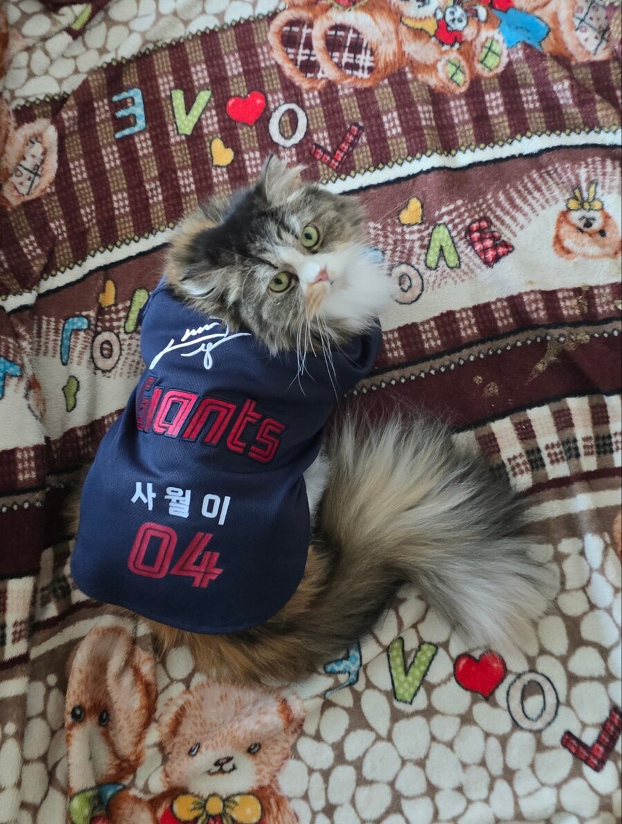 드디어 올해 행복한?야구보는 저희집 꼴냥이 사월이에요_8.jpg