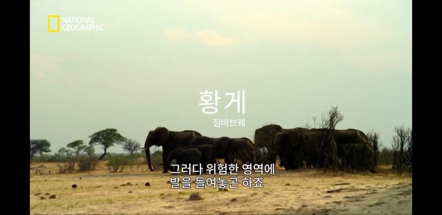코끼리 사냥하는 사자무리.jpg_3.jpg