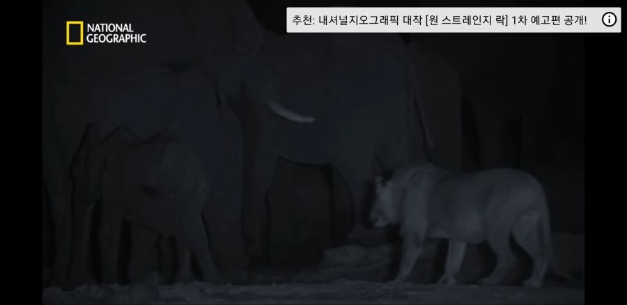 코끼리 사냥하는 사자무리.jpg_14.jpg