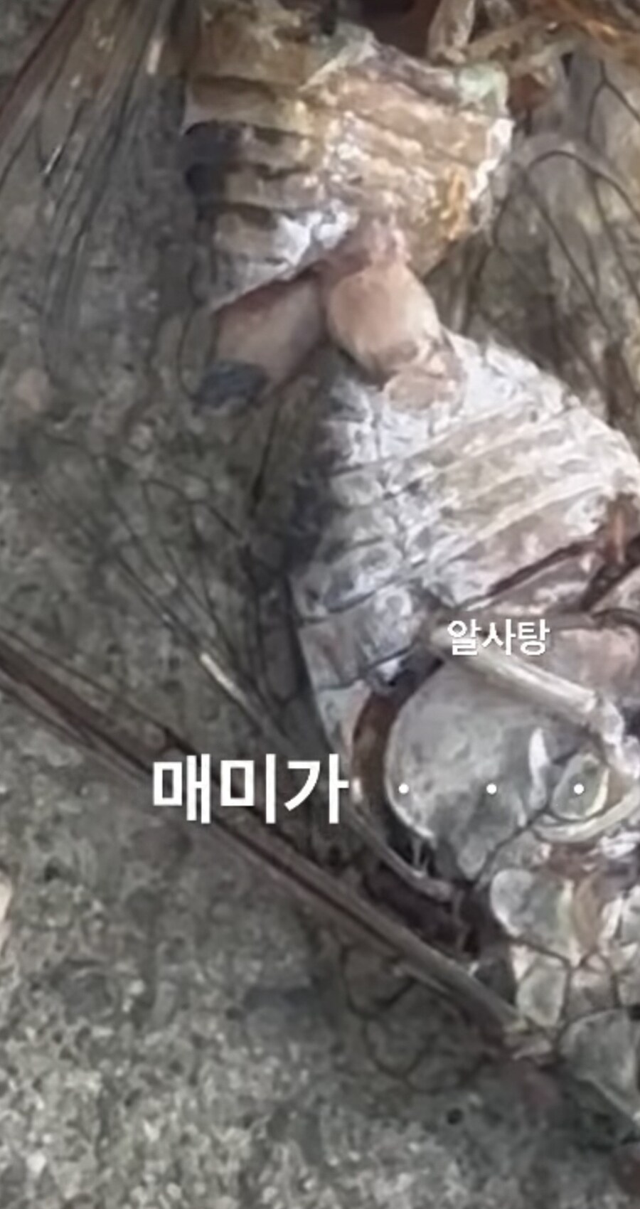요즘 한국에 매미가 사라진 이유. jpg_1.jpg