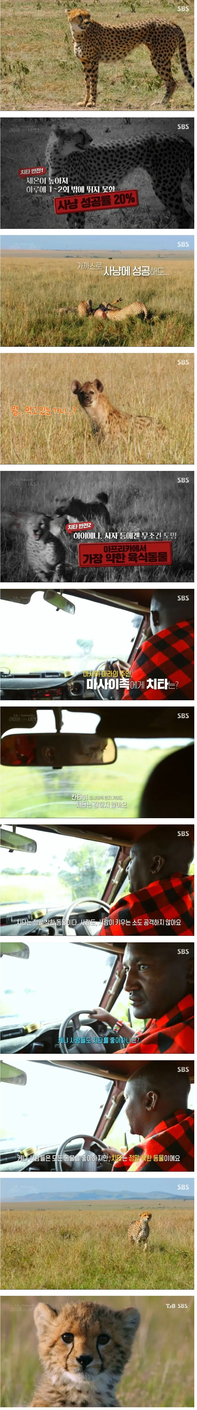 치타가 아프리카 주민들한테 받는 취급_1.webp