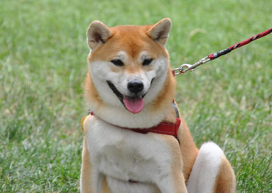얘는 언제부터 우리나라에서 유명해진걸까? JPG_1.png