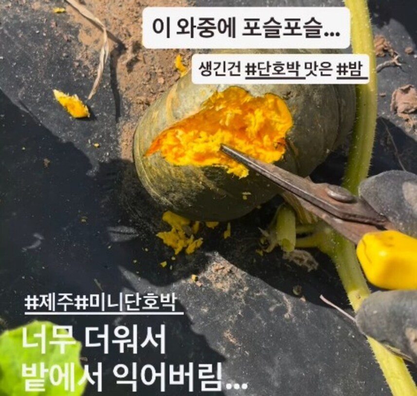 “밭에서 찜 됐다”.. 단호박 터지고 당근은 사라져, 이젠 폭우 내린다고?_1.jpg