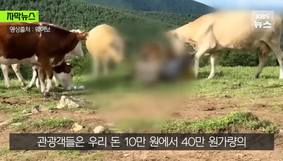 중국에서 소 괴롭히다가 소들한테 다구리맞은 중국인 ㅋㅋㅋㅋㅋㅋㅋㅋㅋ_21.jpg