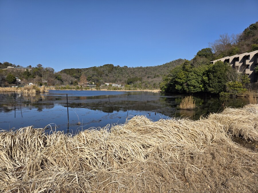 교토 갔을때 찍은 심령스팟 미도로가이케 습지_7.jpg