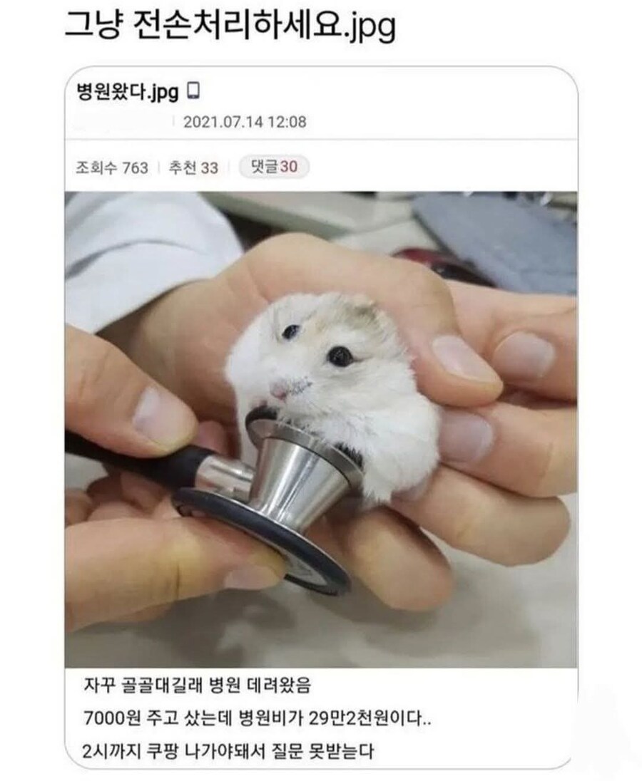 햄스터 치료비가 29만원 나온 남자....jpg