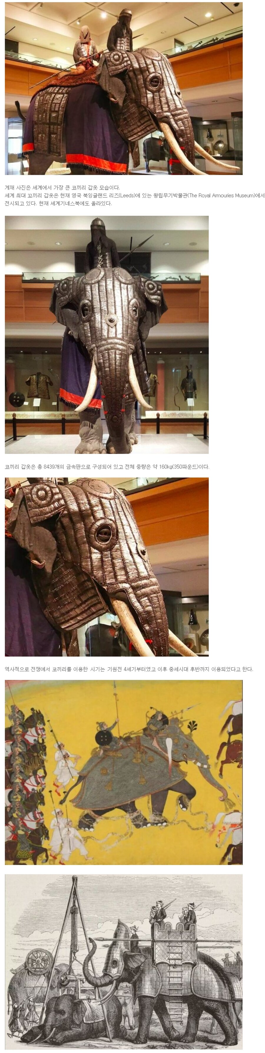 역사) 귀여운 코끼리_1.jpg