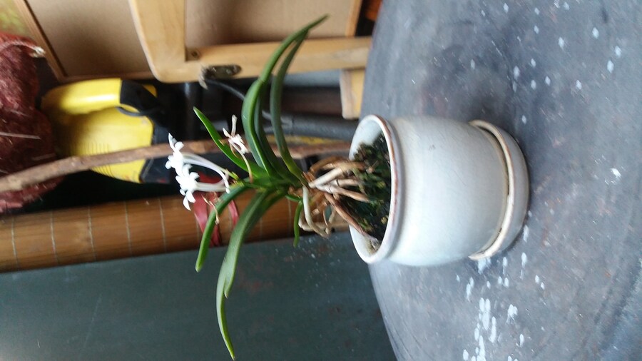 우리 아버지가 키운 난(Feat.난속의 하얀꽃)_2.jpg