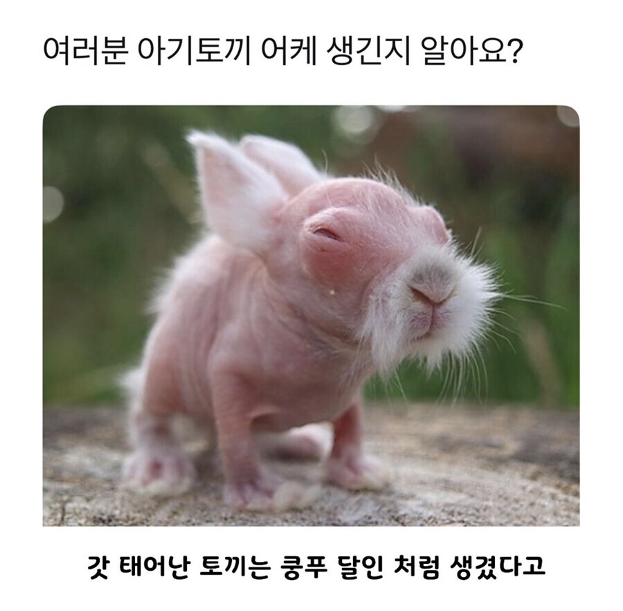 놀라운 아기 토끼의 위장 실력 수준. jpg