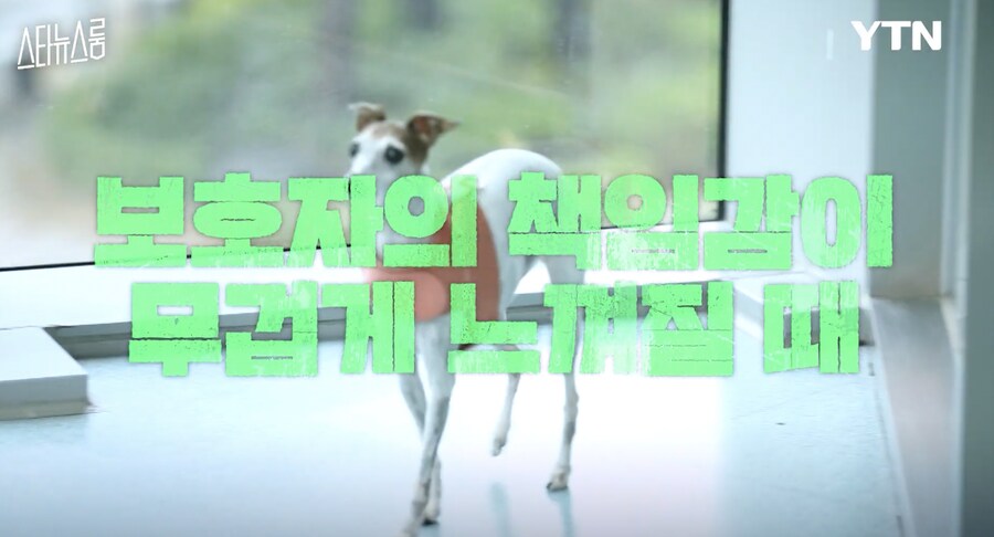 사실은 반려견들이 희생하는거라는 연예인 .jpg_1.png