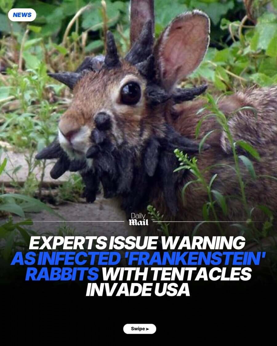 [혐] 현재 미국에 퍼지고 있다는 바이러스...jpg_1.png