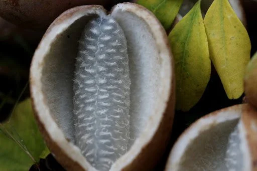 한국 과일인데 대부분 먹어보기는 커녕 처음 본다는 과일_3.webp