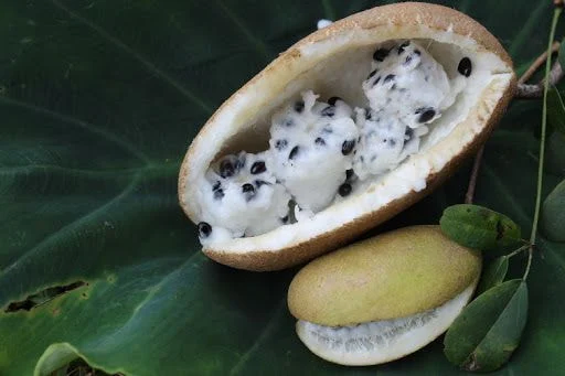 한국 과일인데 대부분 먹어보기는 커녕 처음 본다는 과일_4.webp