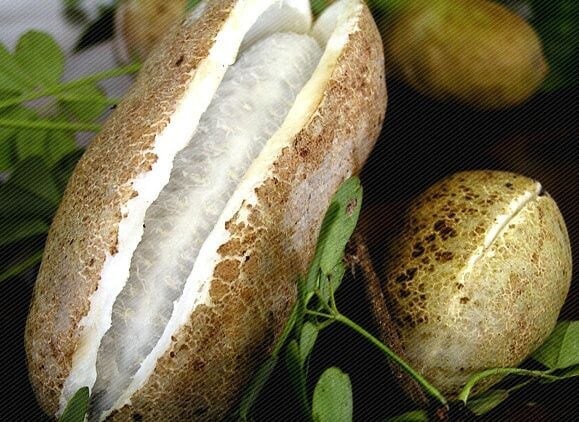 한국 과일인데 대부분 먹어보기는 커녕 처음 본다는 과일_5.jpg