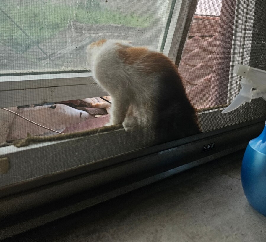 리노아 님에게 없는 고양이 자랑_1.jpg