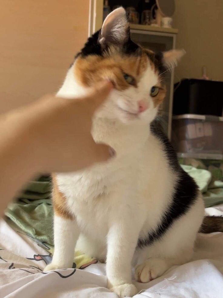 아 집사 진짜 짜증나.jpg_1.jpg