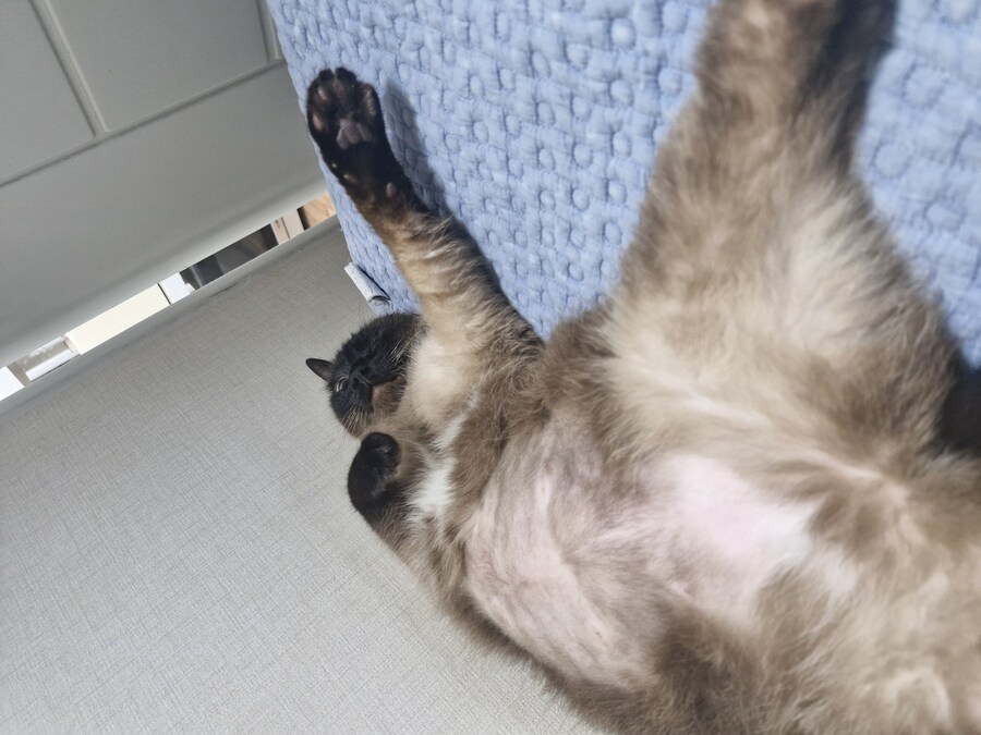 맨날 뱃살 보여주는 고양이_3.jpg