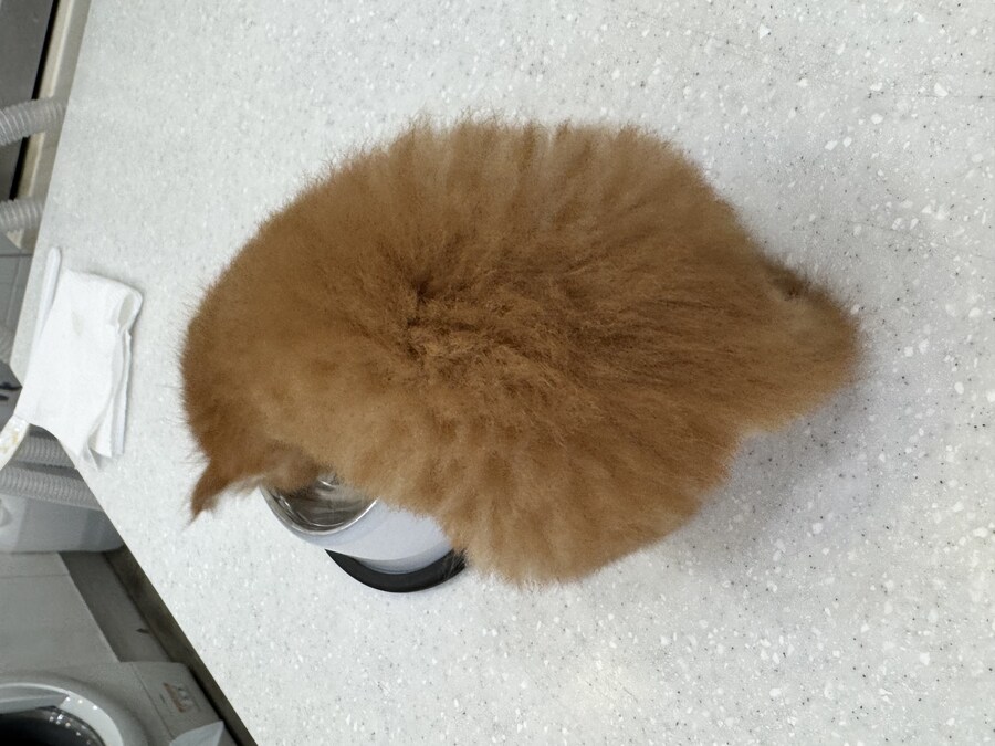 같이 일하는 사람이 고양이를 주어옴_6.jpg