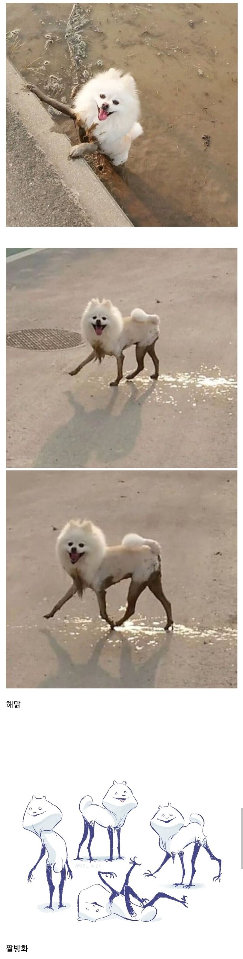 다리가 젖은 댕댕이.jpg_1.jpg