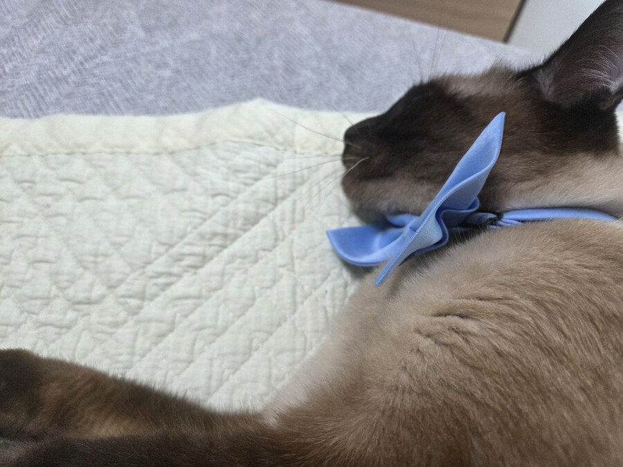 샴고양이 모카 집사에게 학대당한 사진들..._5.jpg
