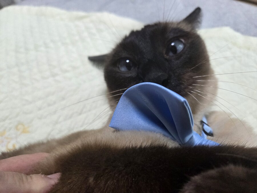 샴고양이 모카 집사에게 학대당한 사진들..._7.jpg
