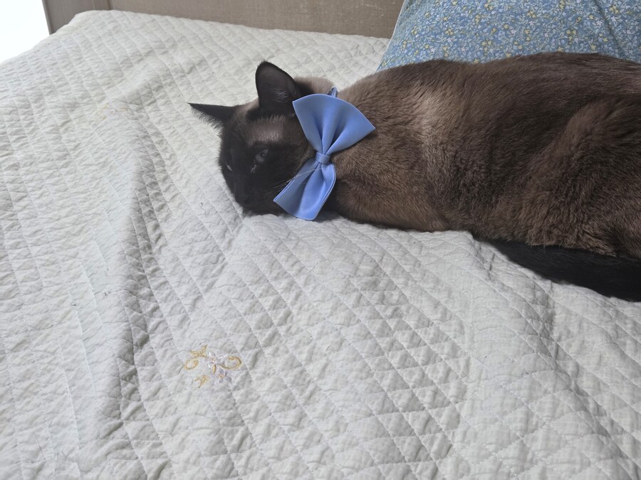 샴고양이 모카 집사에게 학대당한 사진들..._14.jpg