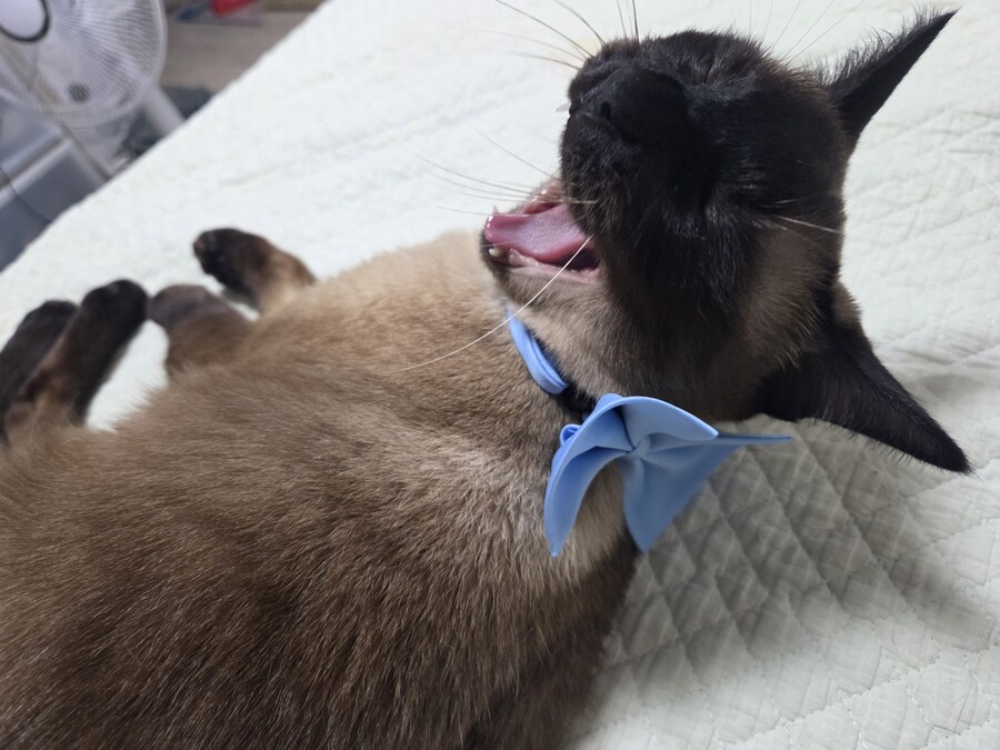 샴고양이 모카 집사에게 학대당한 사진들..._19.jpg