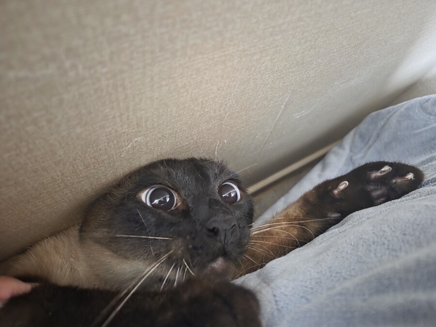 마지막 사진은 집사 죽인다 고양이 사진으로~~_12.jpg