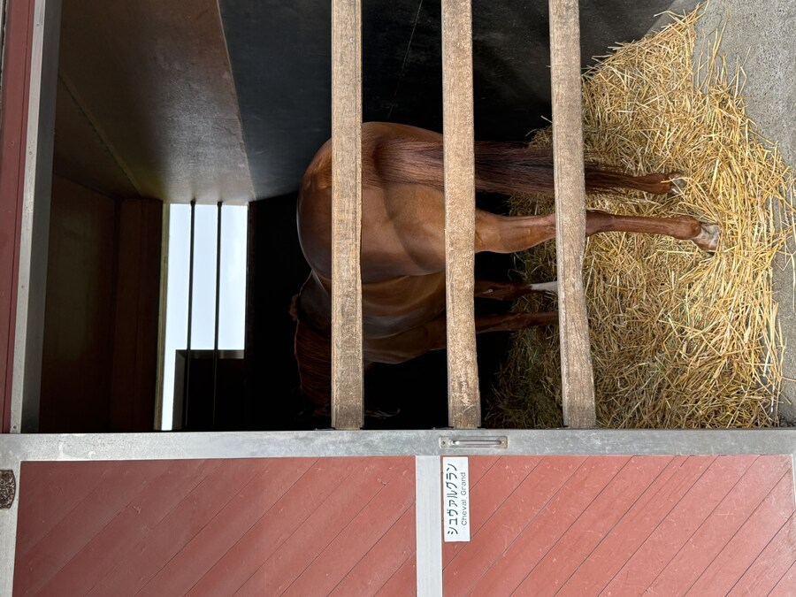 경마) / 말딸) 슈발 야추 보고 잇슴_1.jpg