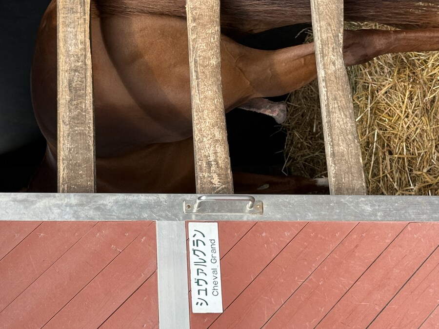 경마) / 말딸) 슈발 야추 보고 잇슴_3.jpg
