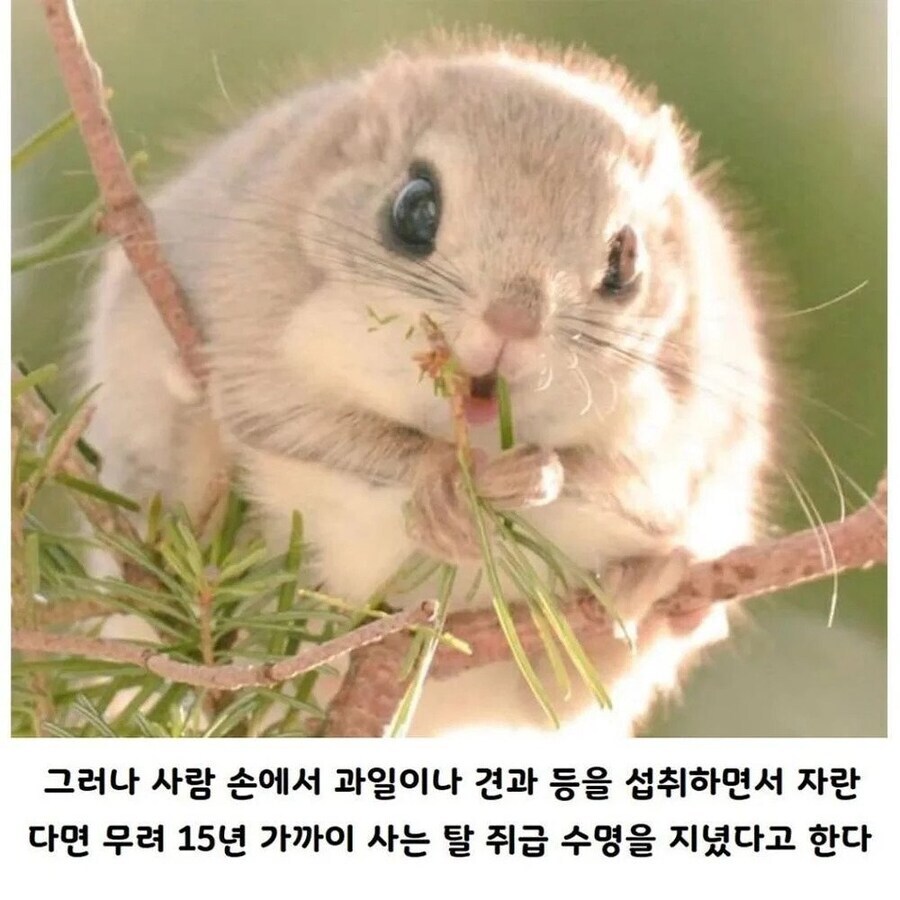 사람이 키우면 수명이 늘어나는 동물.jpg_3.jpg