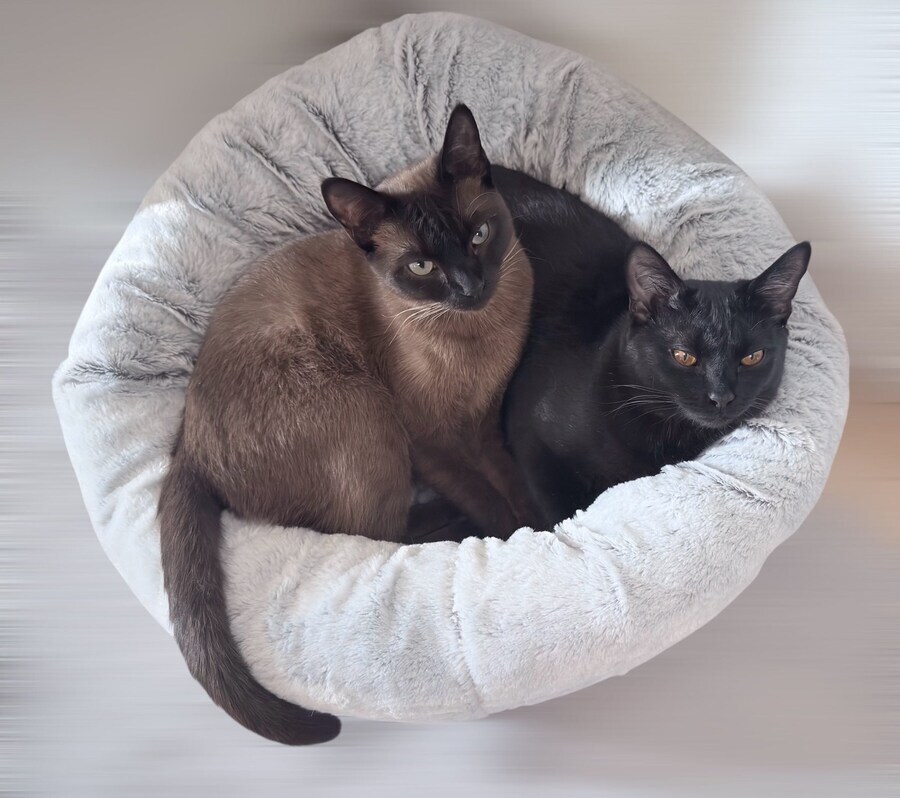 버튜버) 후레아 : 기르는 고양이 굿즈 사기 힘들다_1.jpg