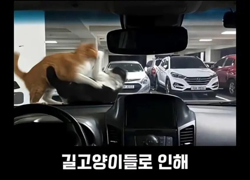 아파트에서 캣맘을 사라지게 한 묘수.JPG