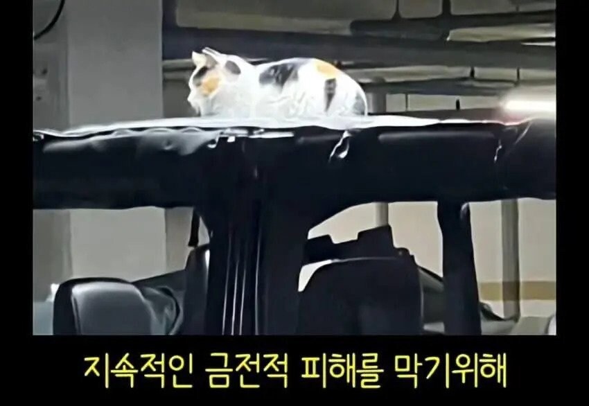 아파트에서 캣맘을 사라지게 한 묘수.JPG_3.jpg