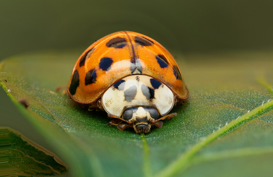 for Img 25 for Img 25