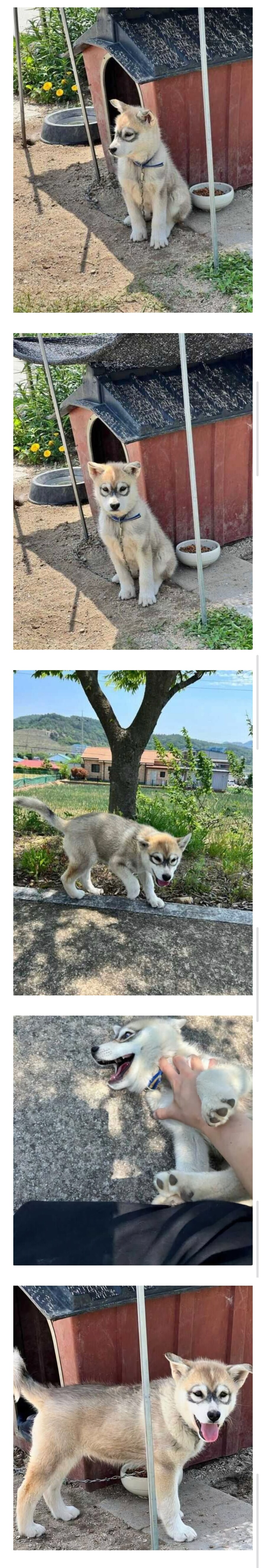 절대 그린게 아니라는 첨보는 강아지 무늬.jpg_1.jpg