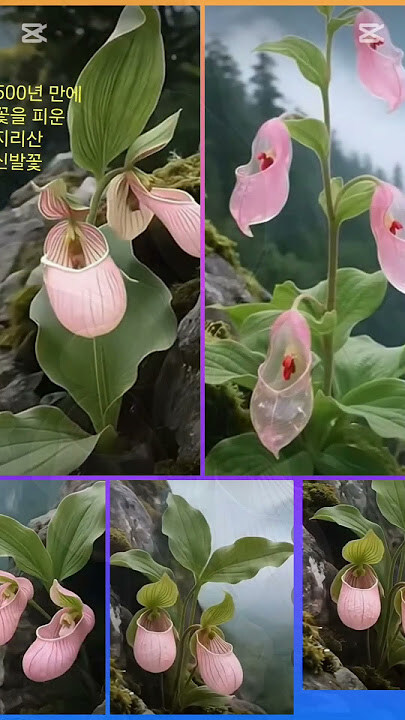 아니 이거 Ai 짤 아니냐?_1.jpg
