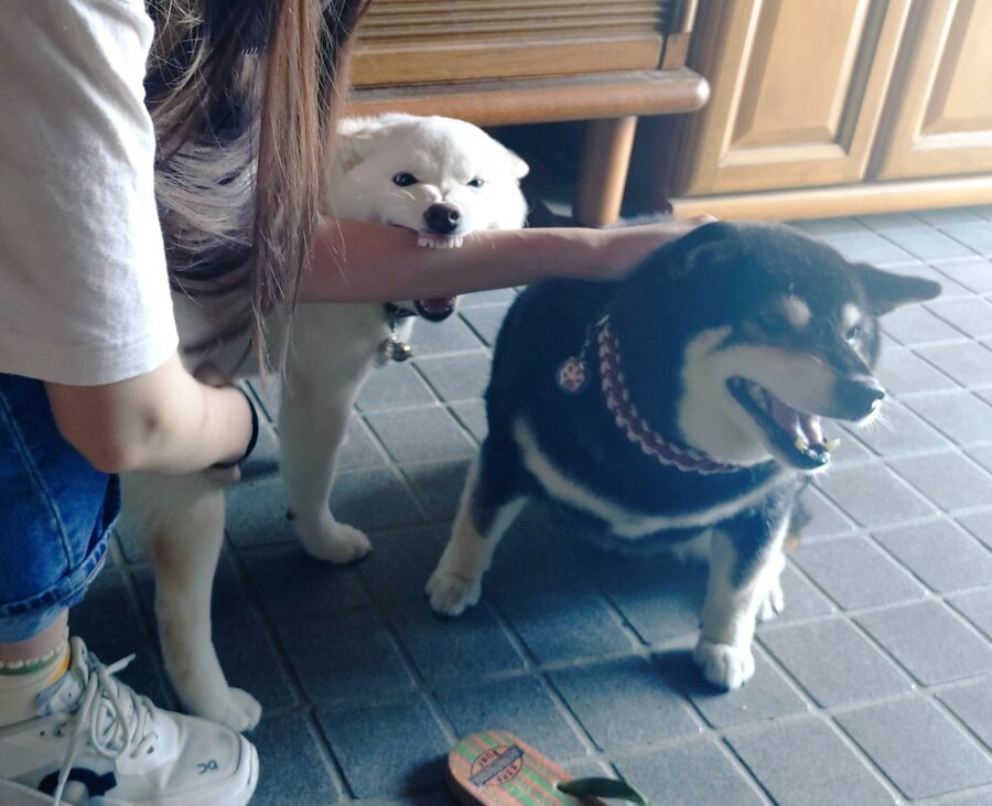 [말딸] 주군의 사랑을 받고싶은 듀랜달_4.jpg