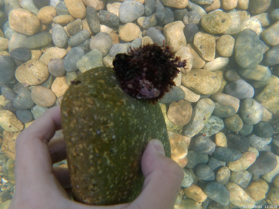 스압주의) 부산바다 스노클링 2탄_68.jpg