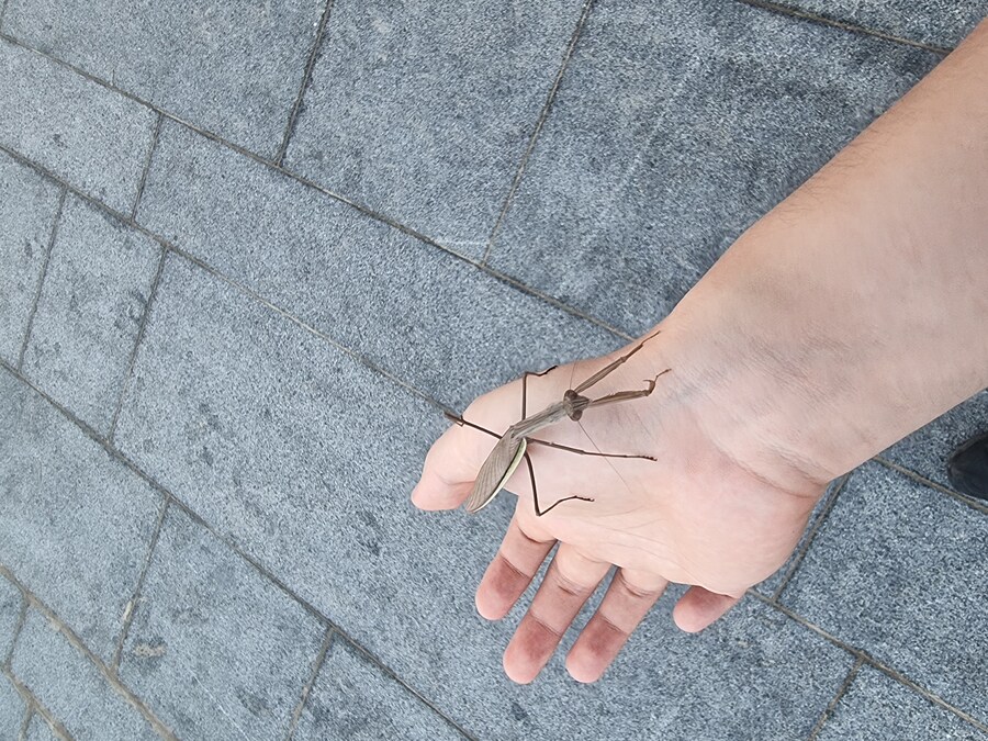 곤충) 잘생긴 왕사마귀 하나 더 주웠다._1.jpg