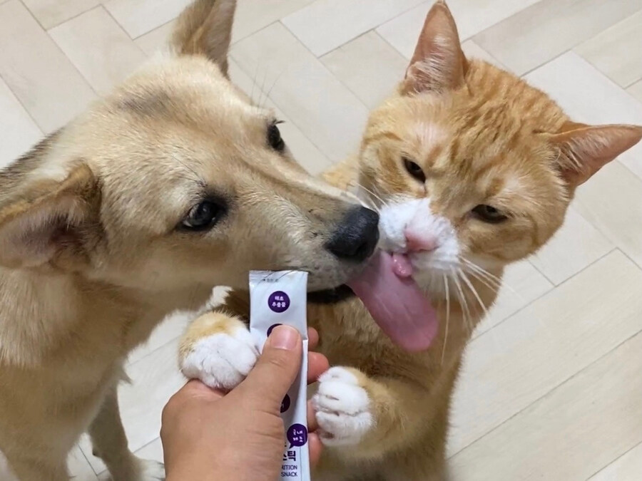 고양이 강아지 남매의 혀 크기 차이_2.jpg